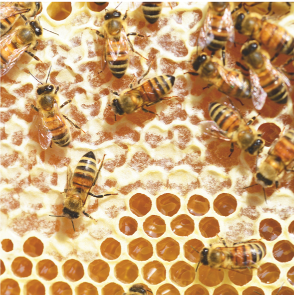 SUCCESSFUL FEMALES AT WORK - 10 LESSONS FROM THE BEEHIVE
